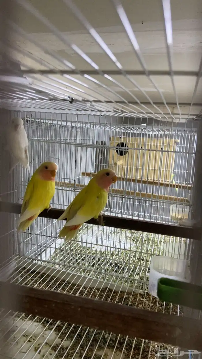 للبيع فرخين روز لاتينو فيس عيون حمر 0