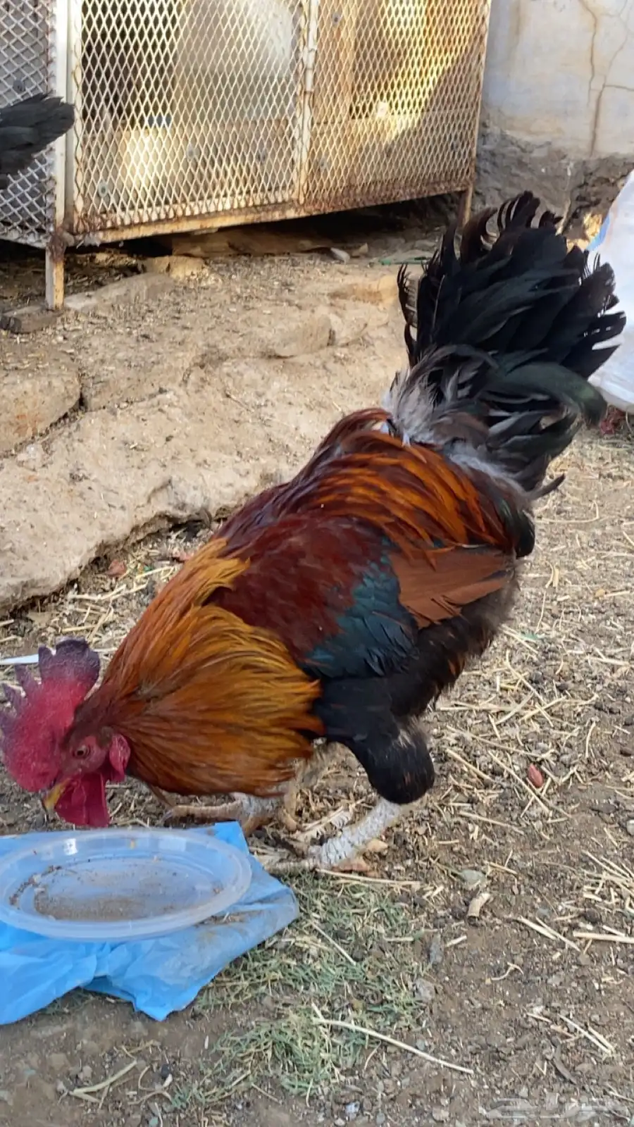 3 ديوك بلدي 10