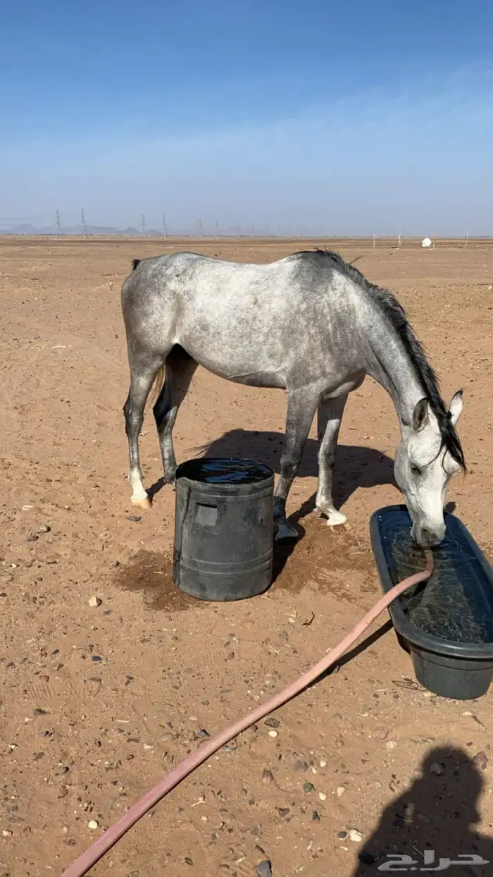 حصان قطعه فاخره شعبي ا 3