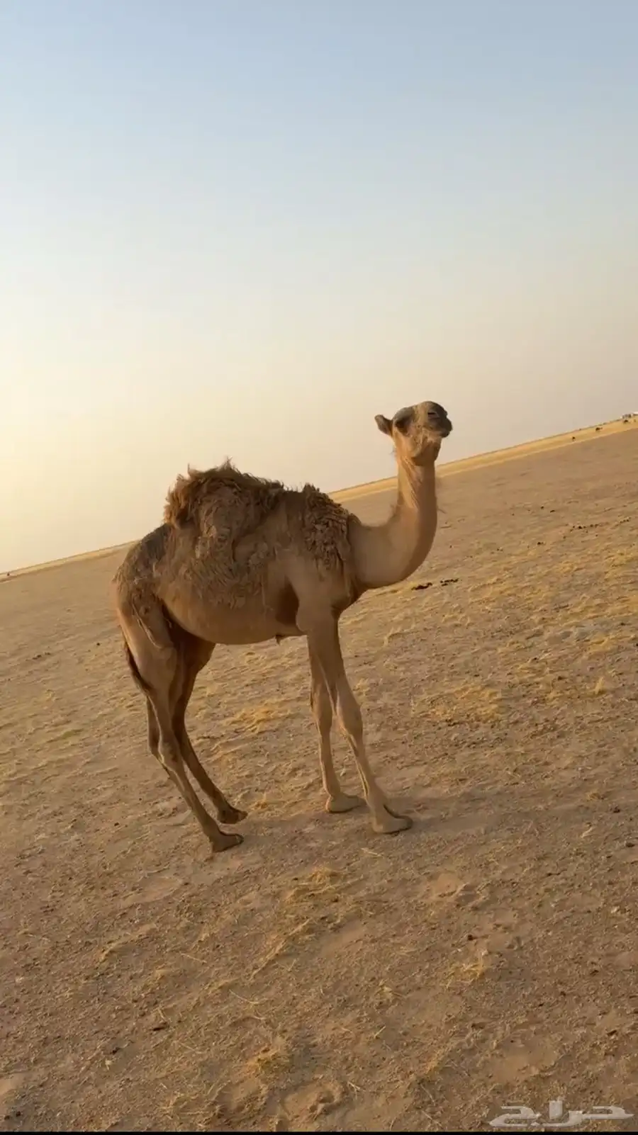 قعدان العدد 2. مفرود وحوار عمره تقريبا  7 شهور 0