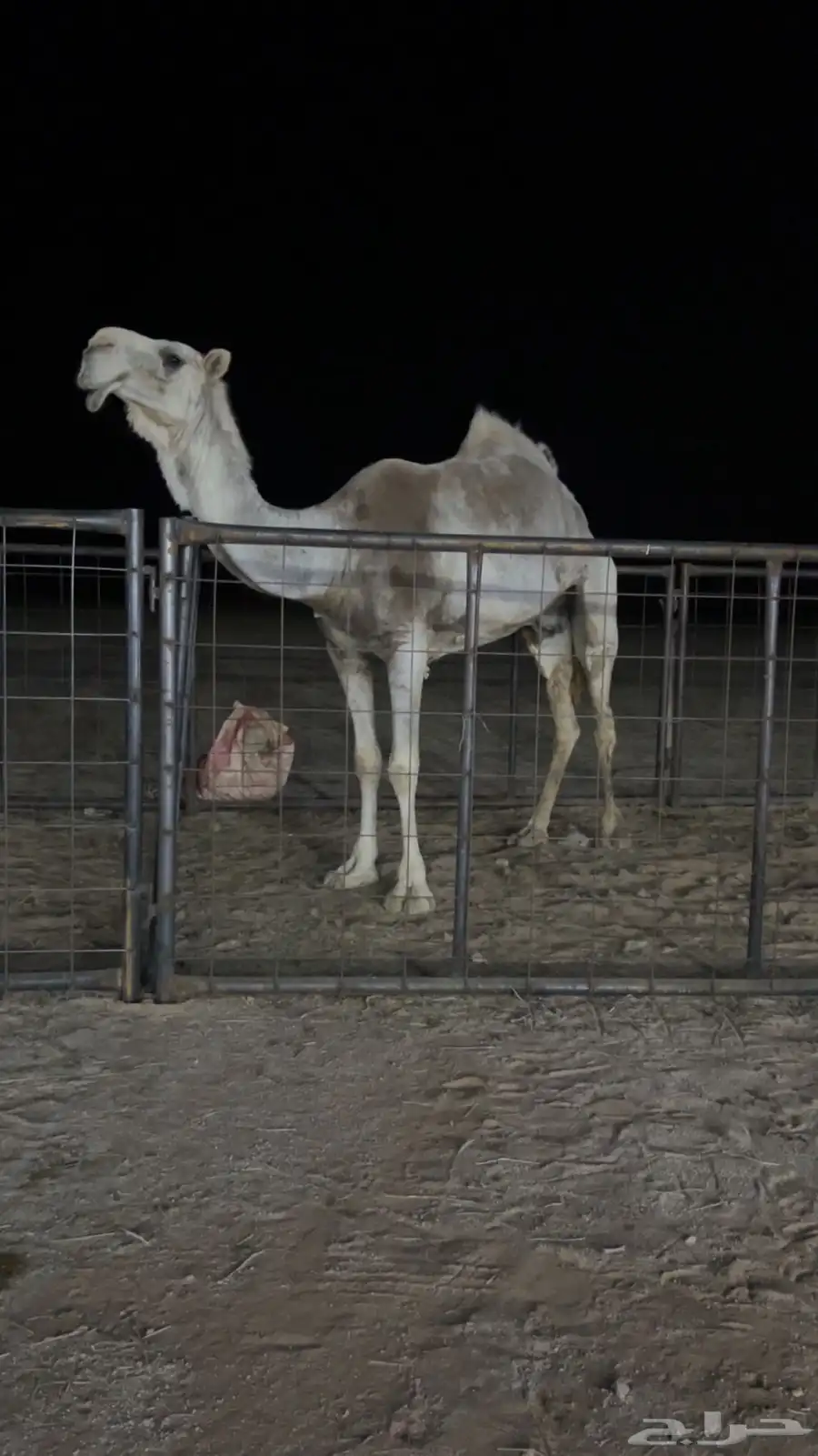 ضريبه عفرا 1
