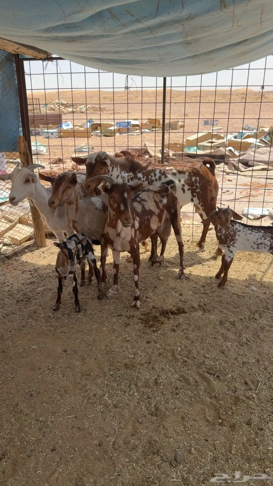 معزا حنوبيه لون مميز 0