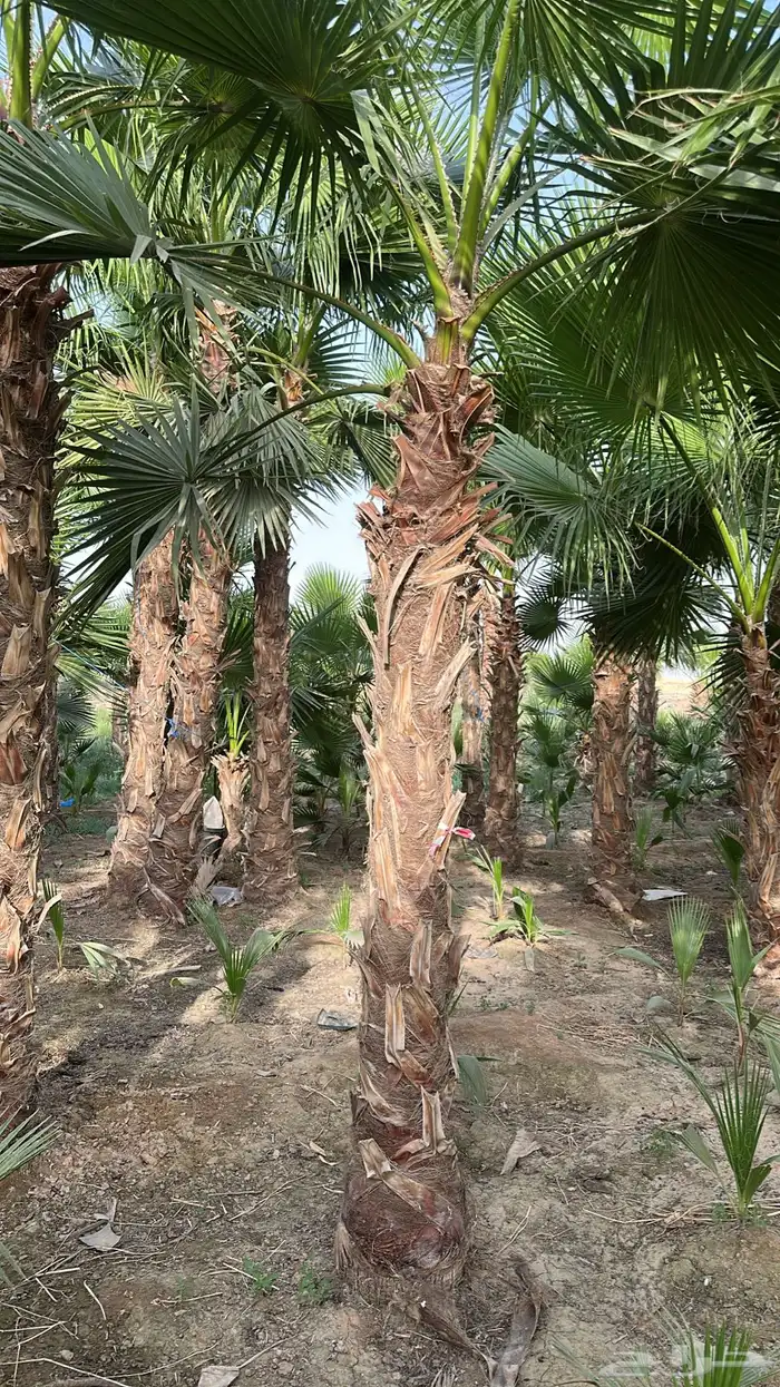 نخل واشنطونيا نخل زينه نخل للبيع 0
