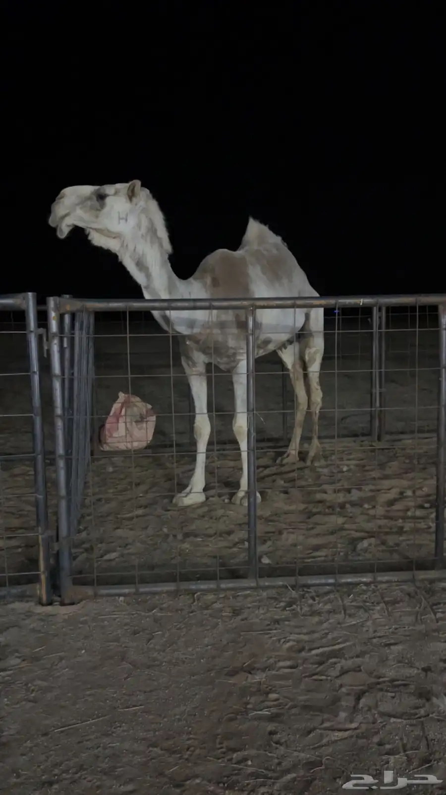 ضريبه عفرا 4