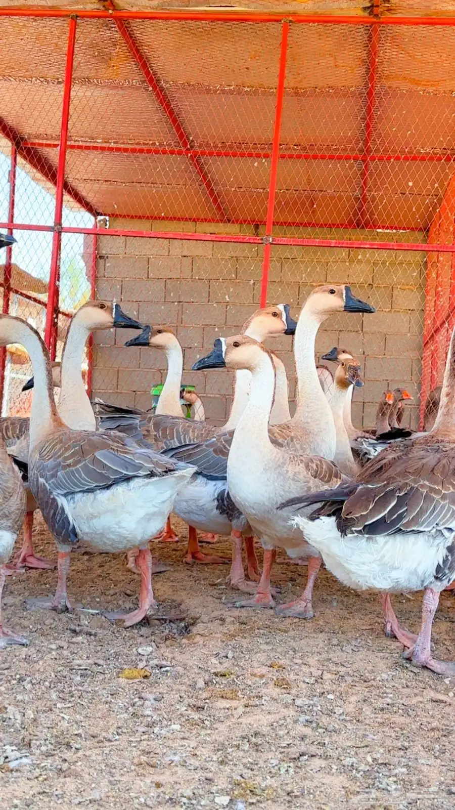 وزعراقي 2