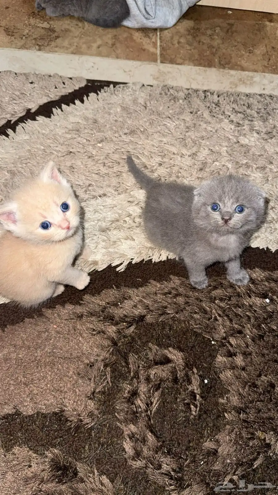 قطط 1