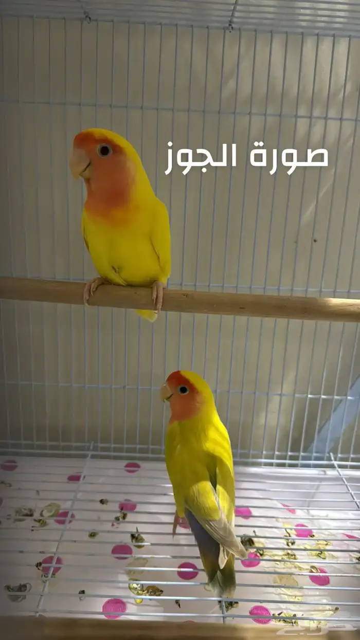 زوج روز لاتينو مع فرخين 0