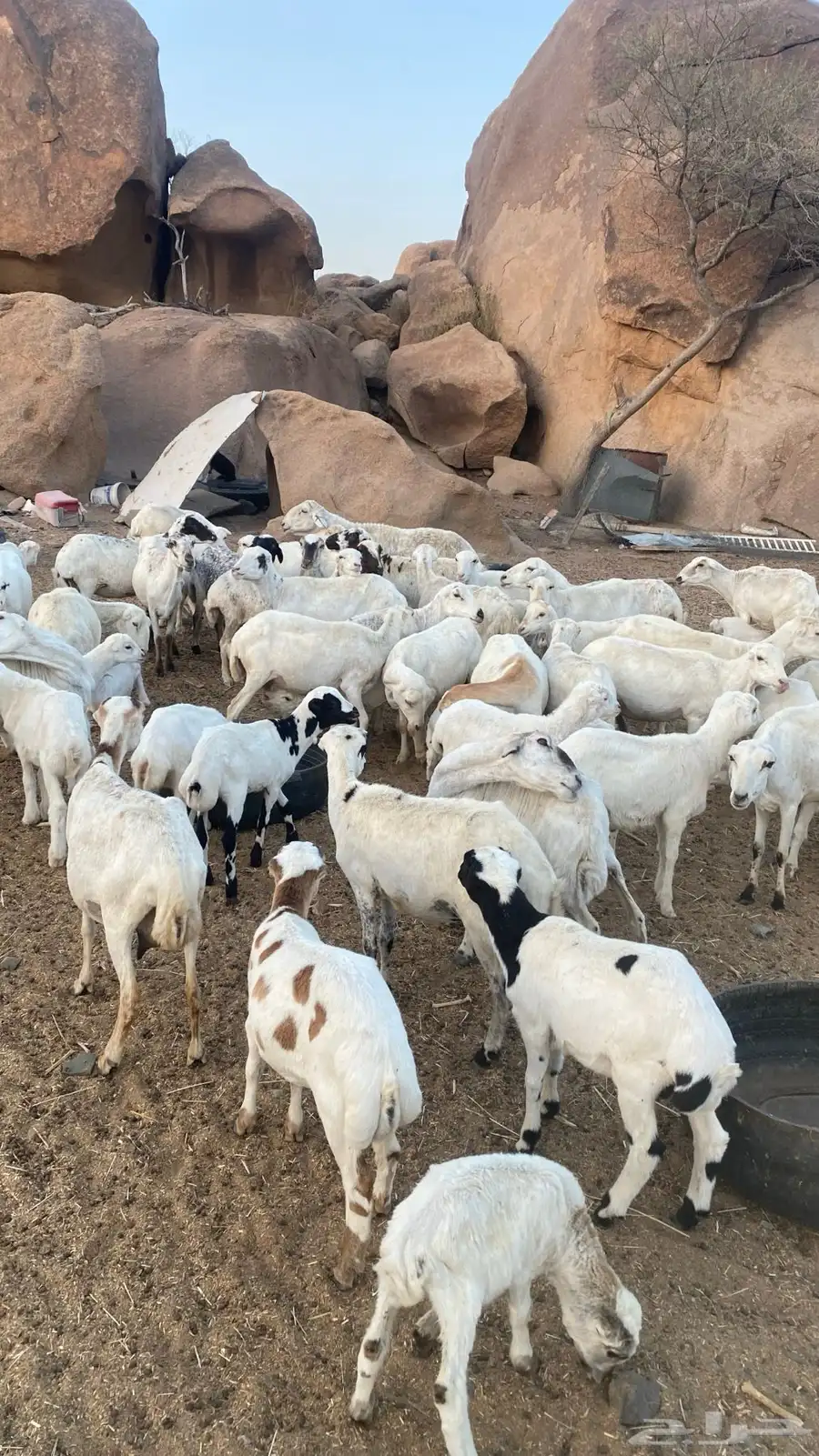 غنم رفيديات للبيع 40 شاه يتبعها 30 1