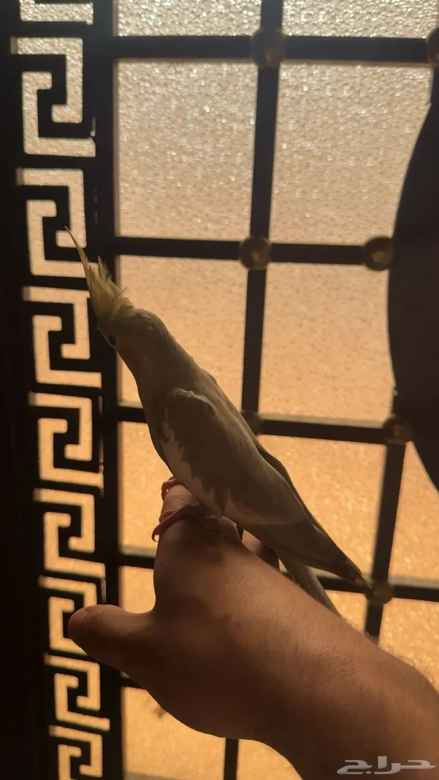 طير كروان 0
