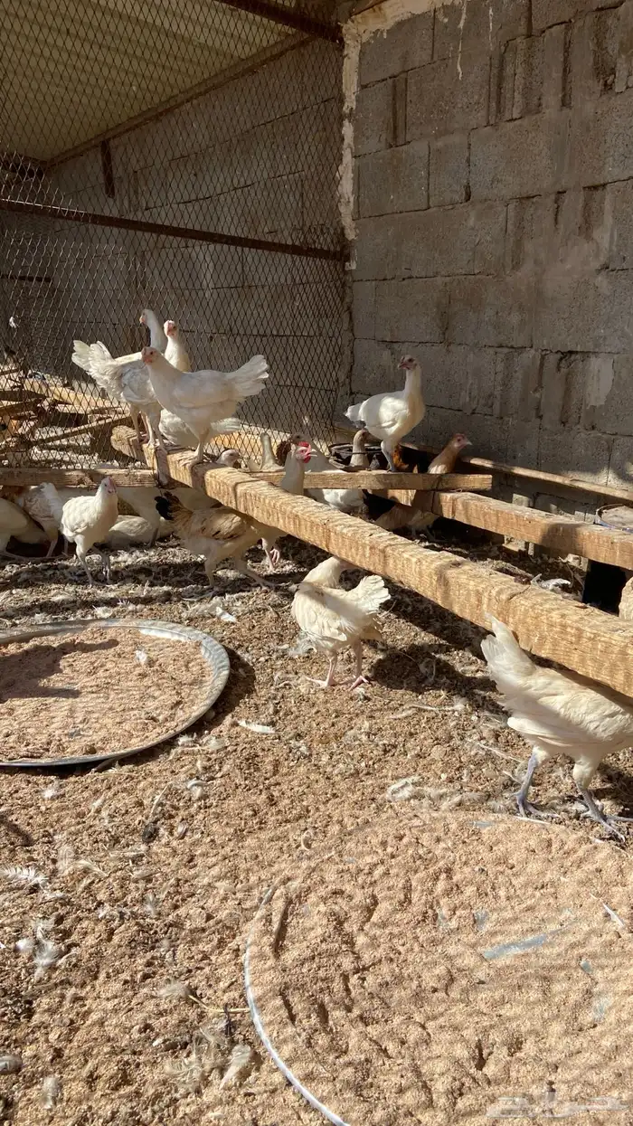دجاج عربي وتركي بشاير 4