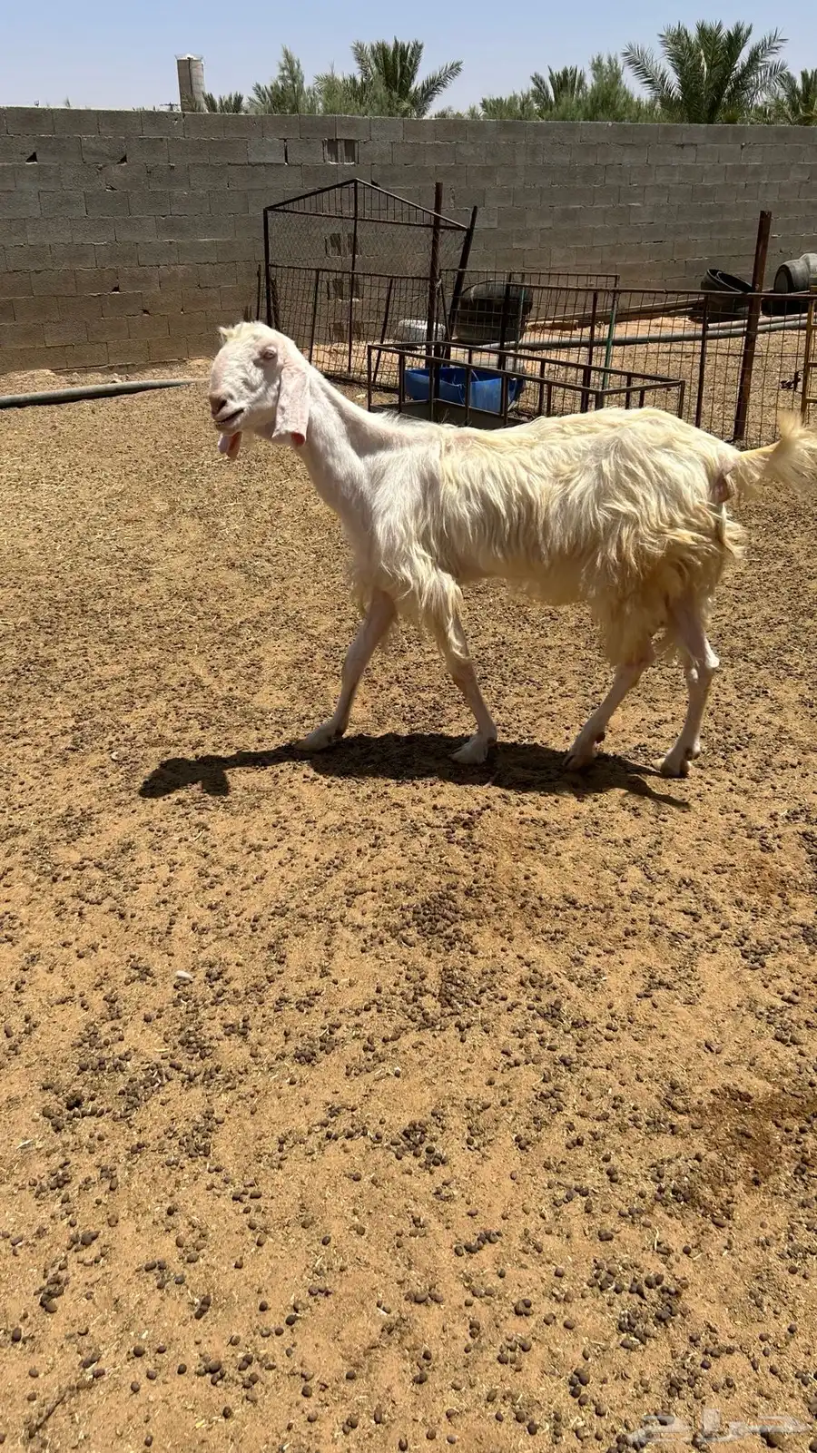 عنز و جفرة هولندية 1