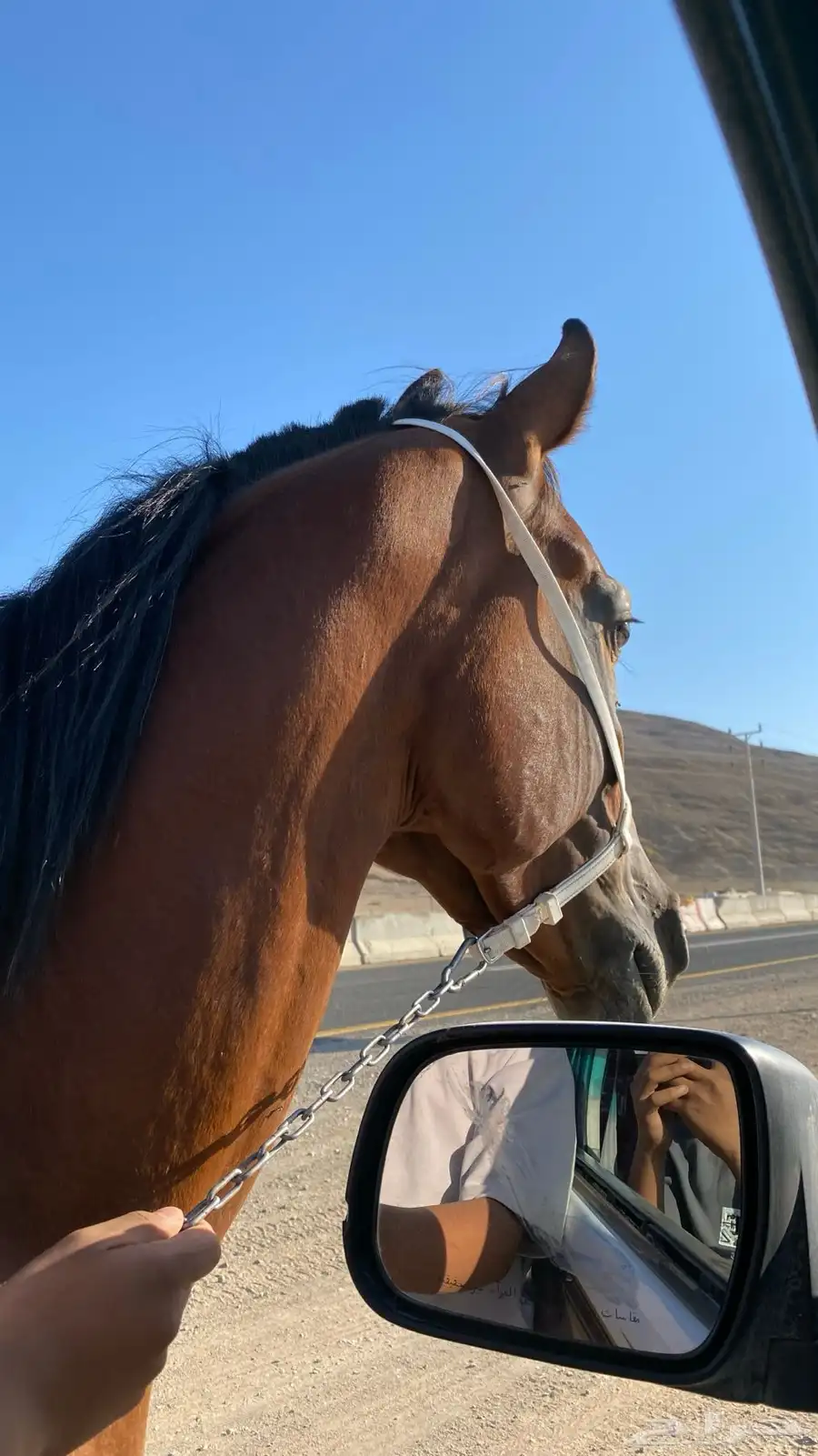 خيل 0