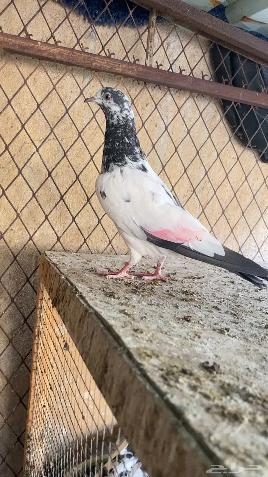 أنثى تيدي 2