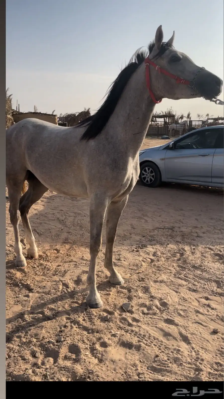 مهره واهو كفو 0