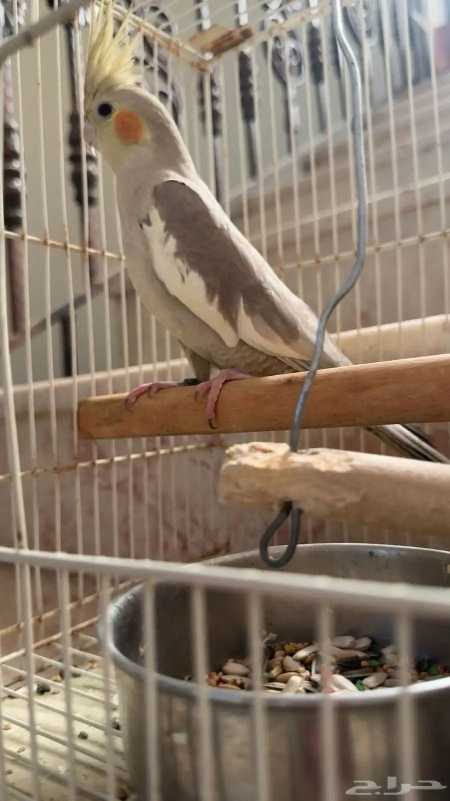 طير كروان 1