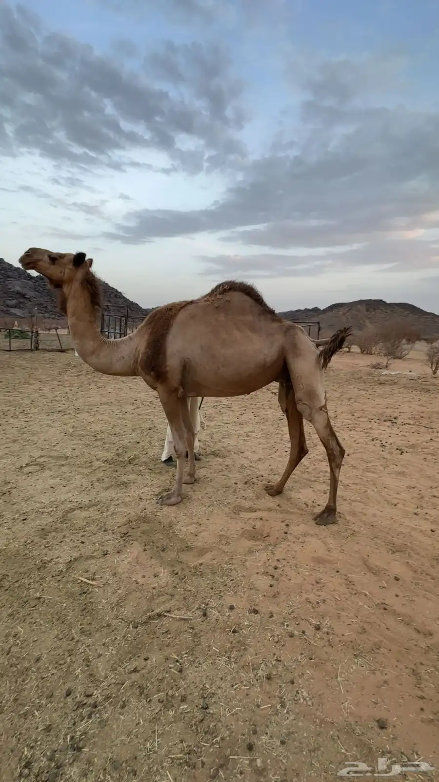 اصيل لقحة 1
