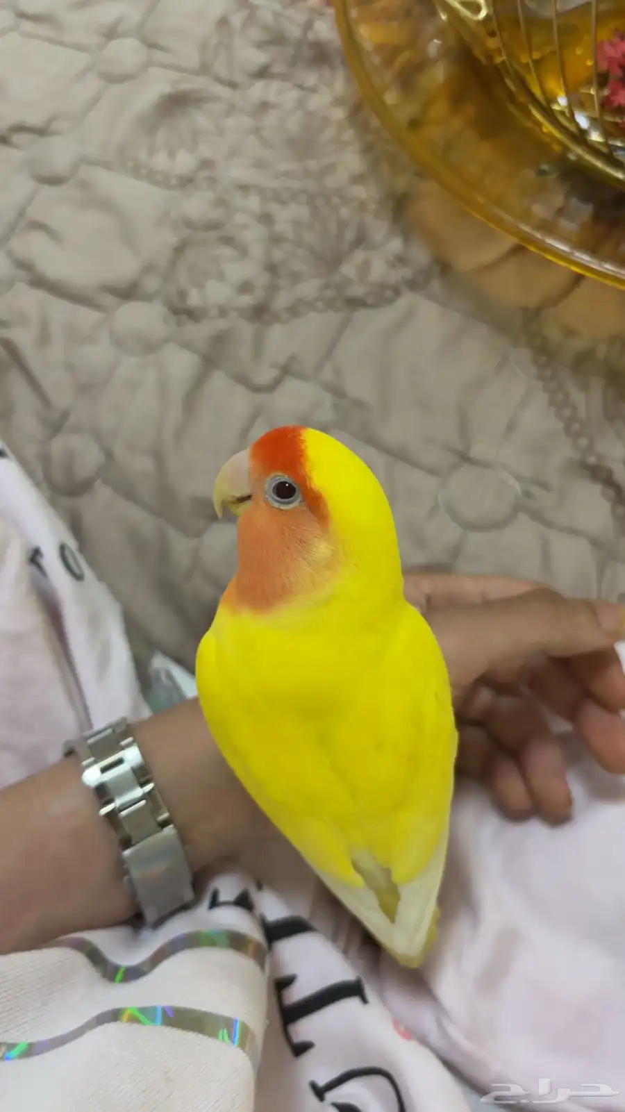طيور الحب فشر روز 3