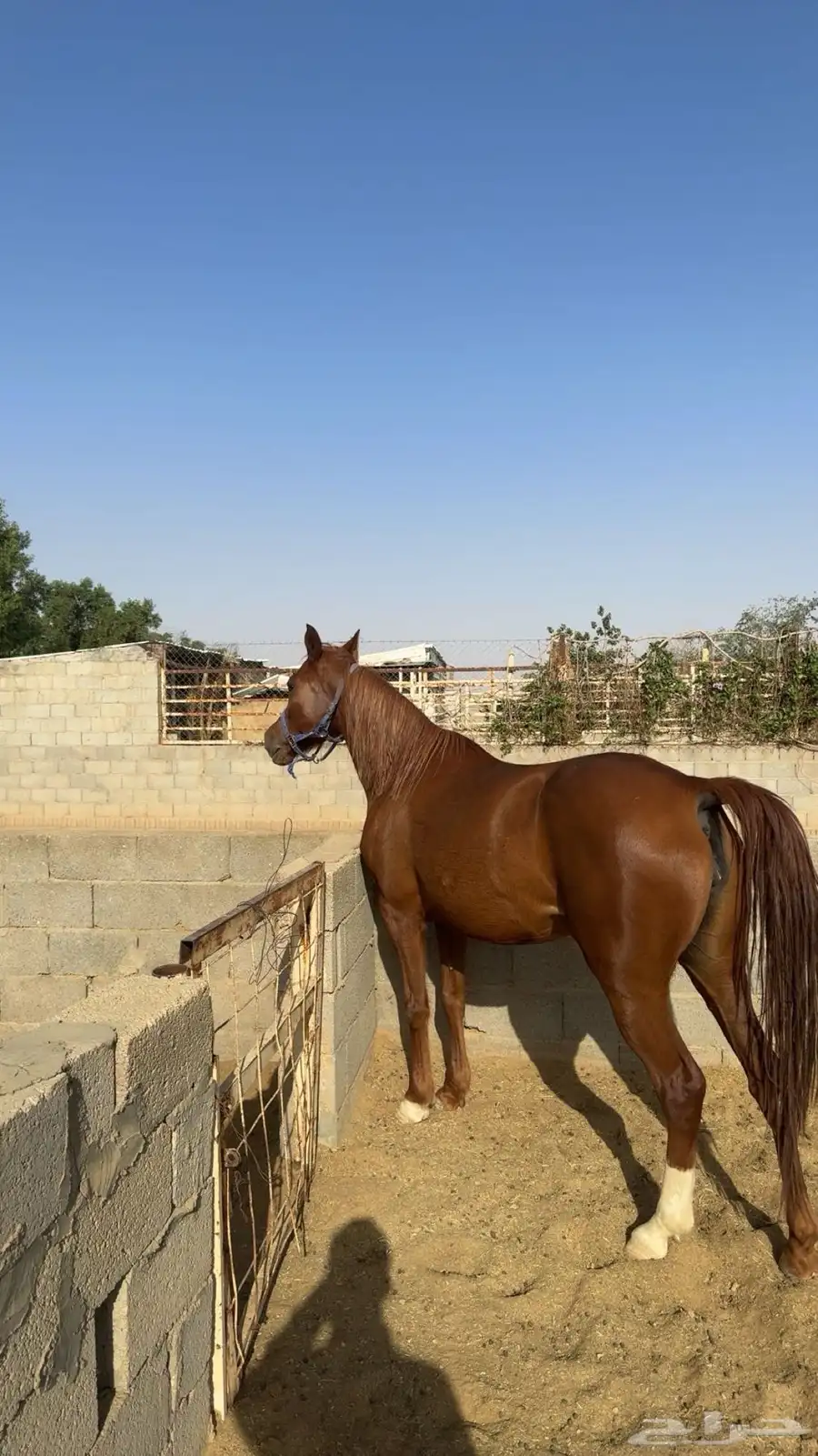 فرس شعبيه 2