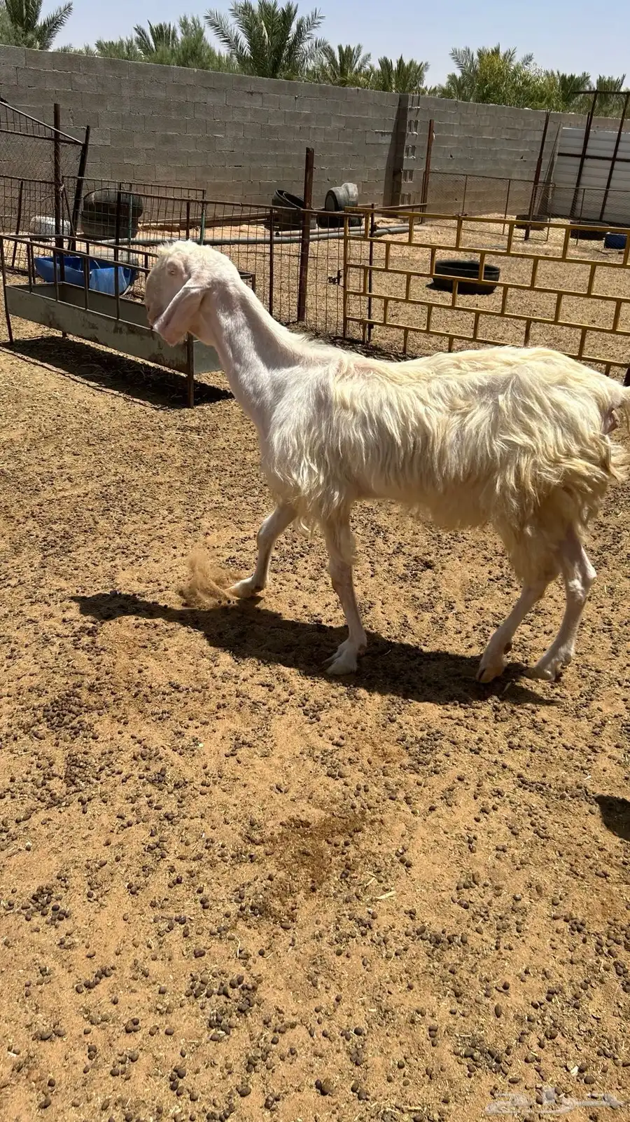 عنز و جفرة هولندية 2