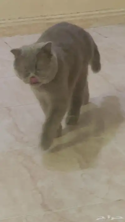 سكوتش فولد رمادي 1