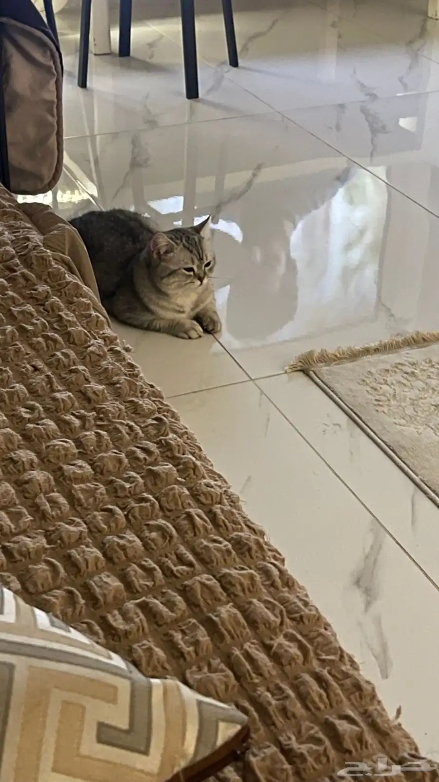 قطط للبيع بسعر مغرري 1