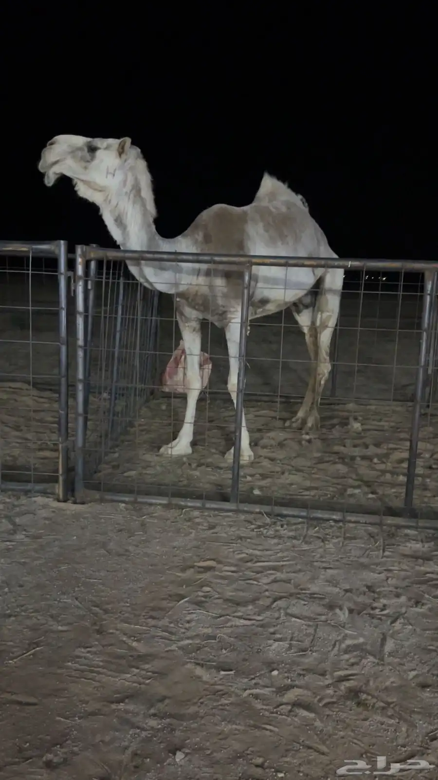 ضريبه عفرا 0