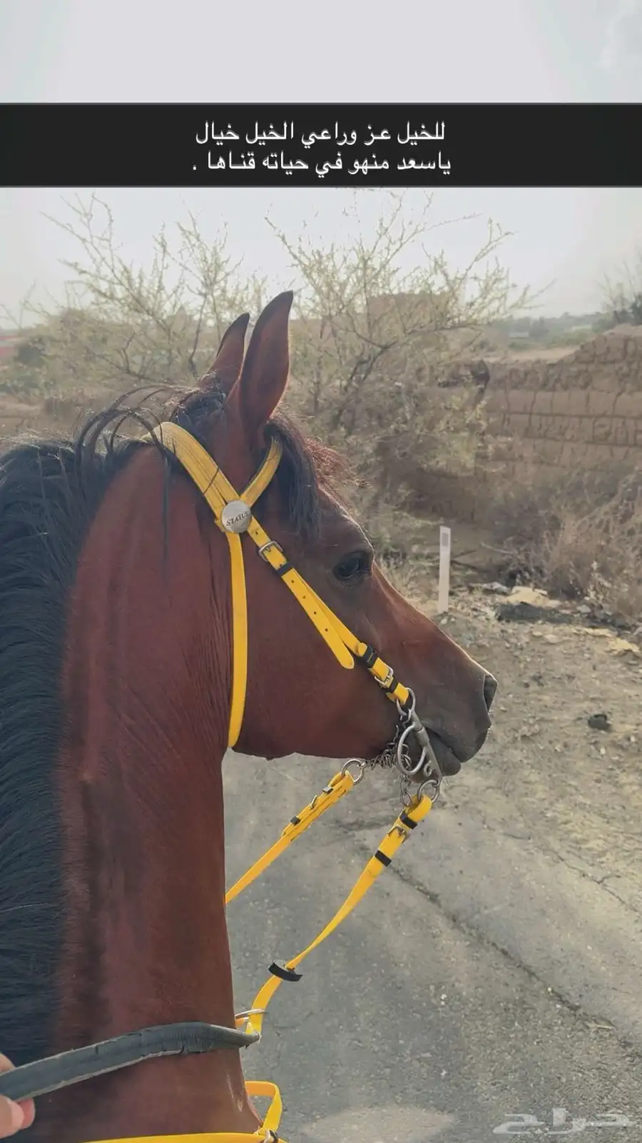 حصان شعبي 4