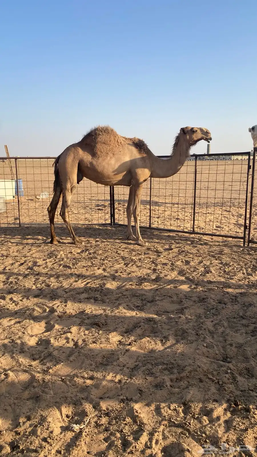 القحه شعلا 4