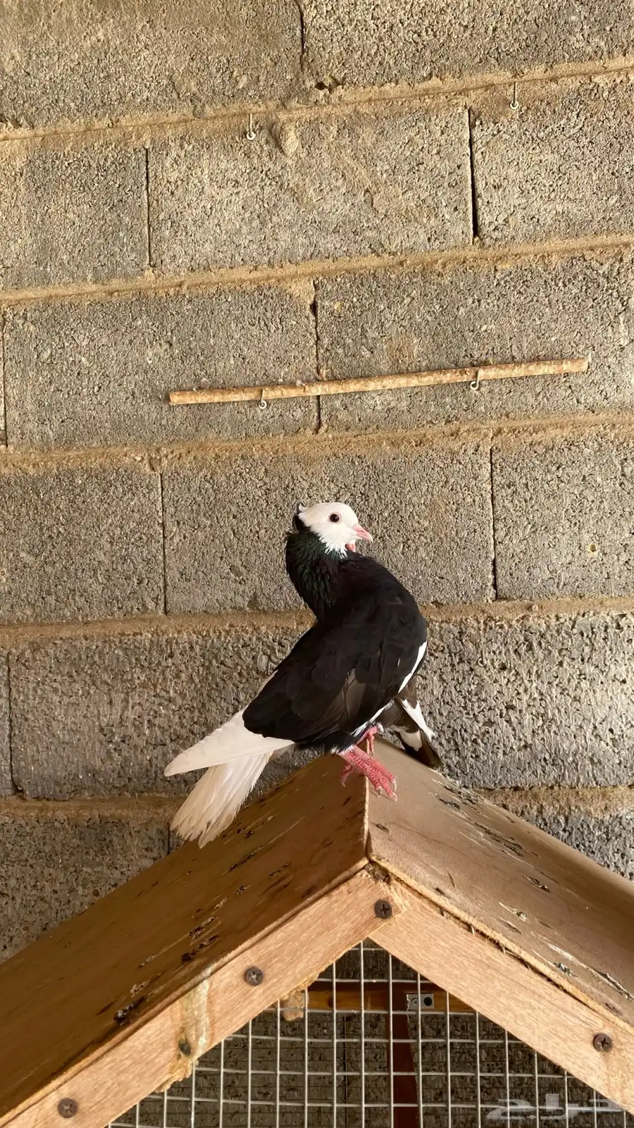 حمام هزازي فخم جدا اثنين ذكور وحده أنثى 0