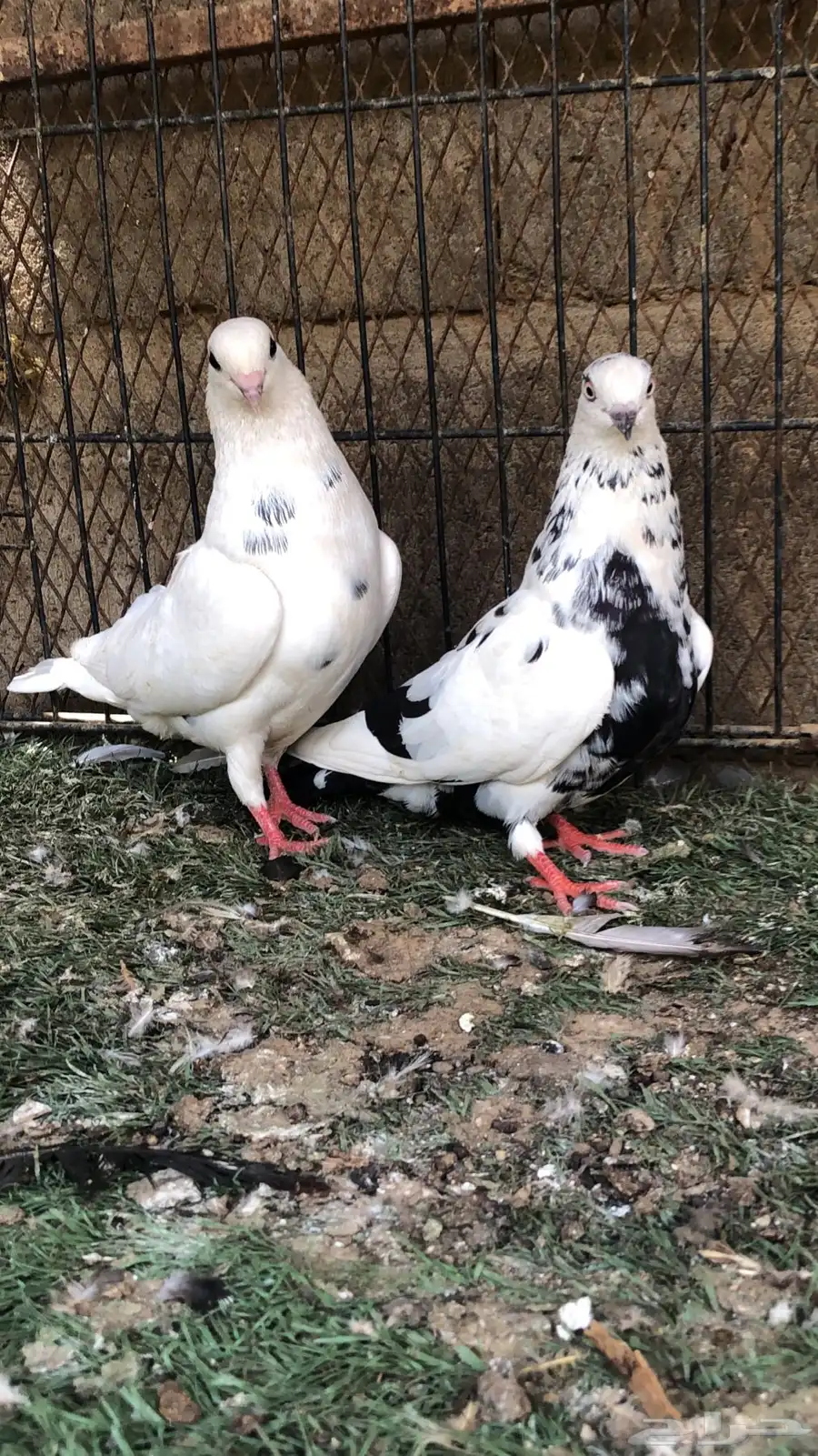 حمام قطايف 3