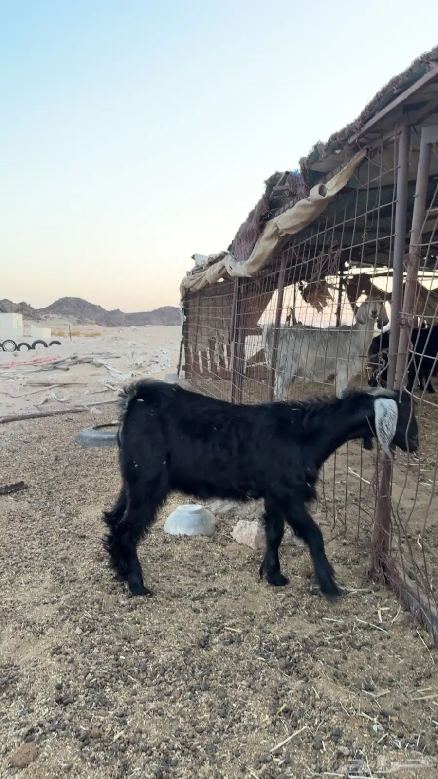 تيس طيب ينفع فحل 1