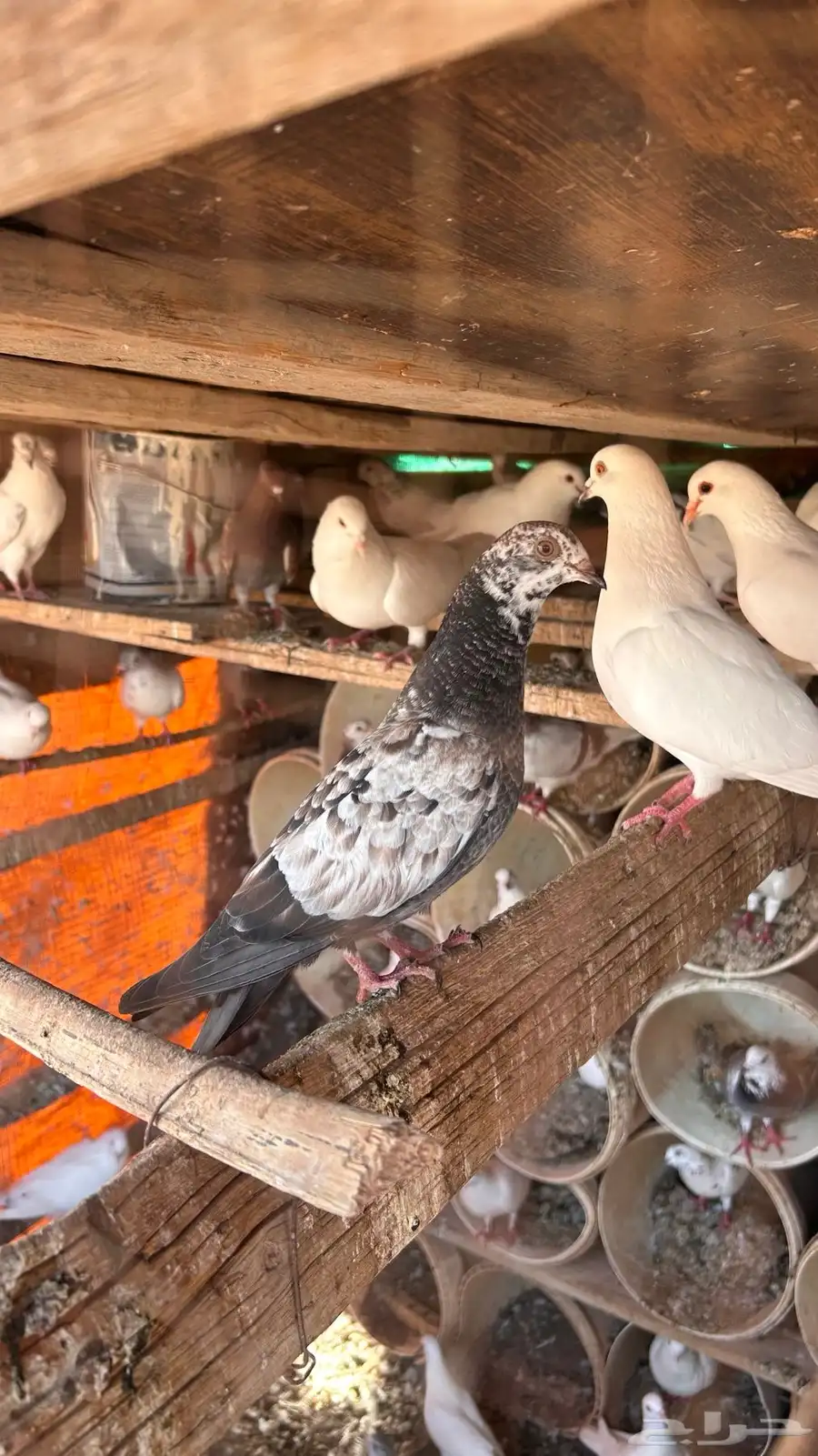 حمام مشكل 1