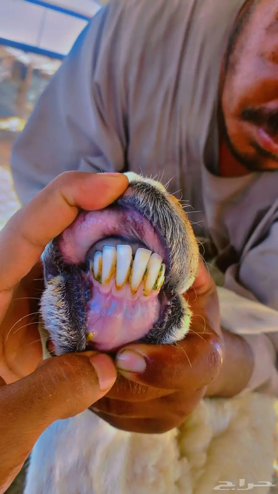 خلفه معها 3 2