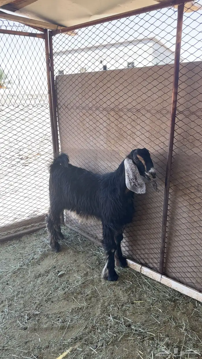 تيس فل سمين تم البيع 1
