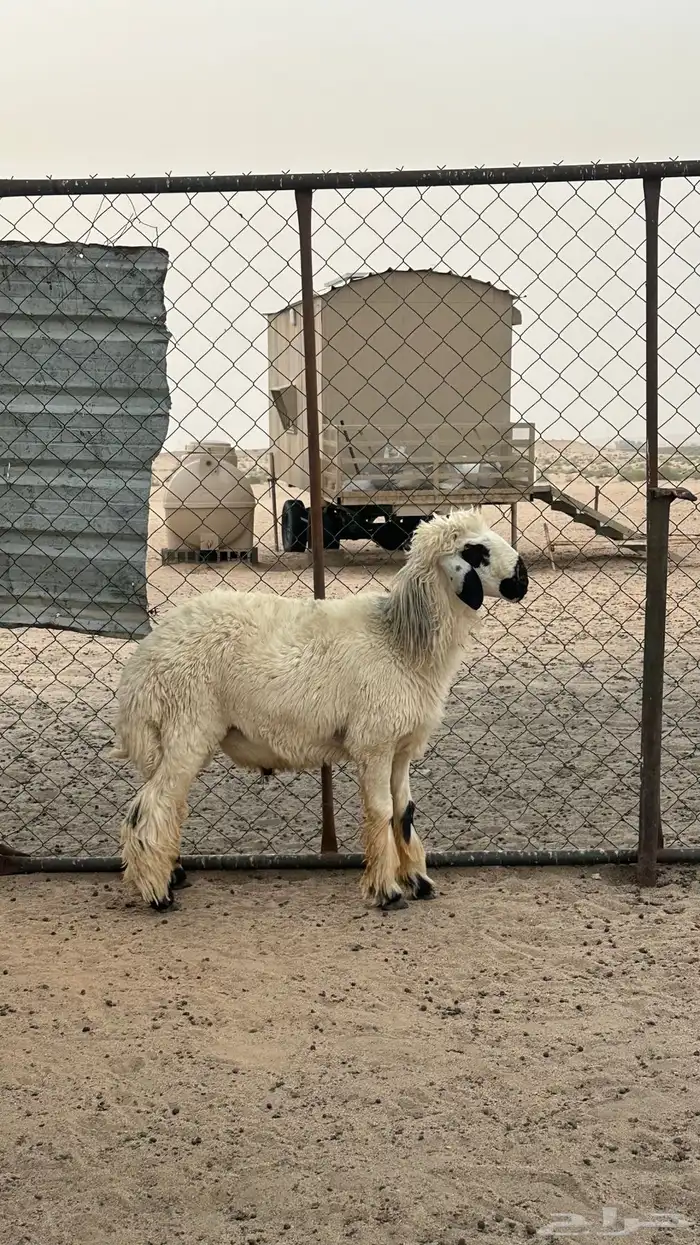 تم البيع 0