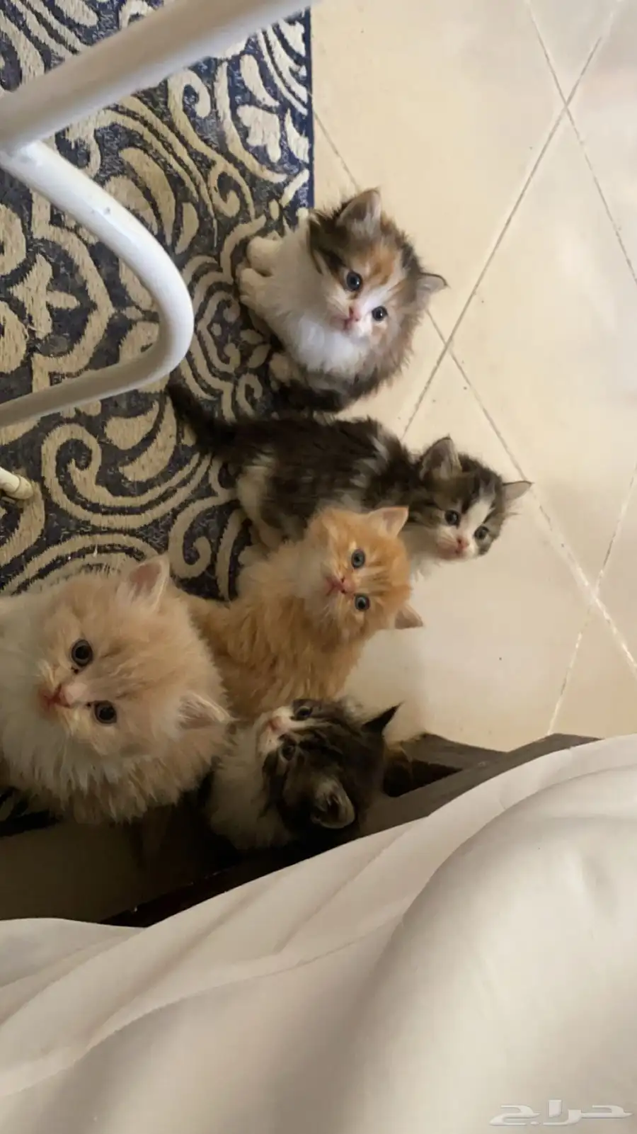 قطط للبيع كيتن 8