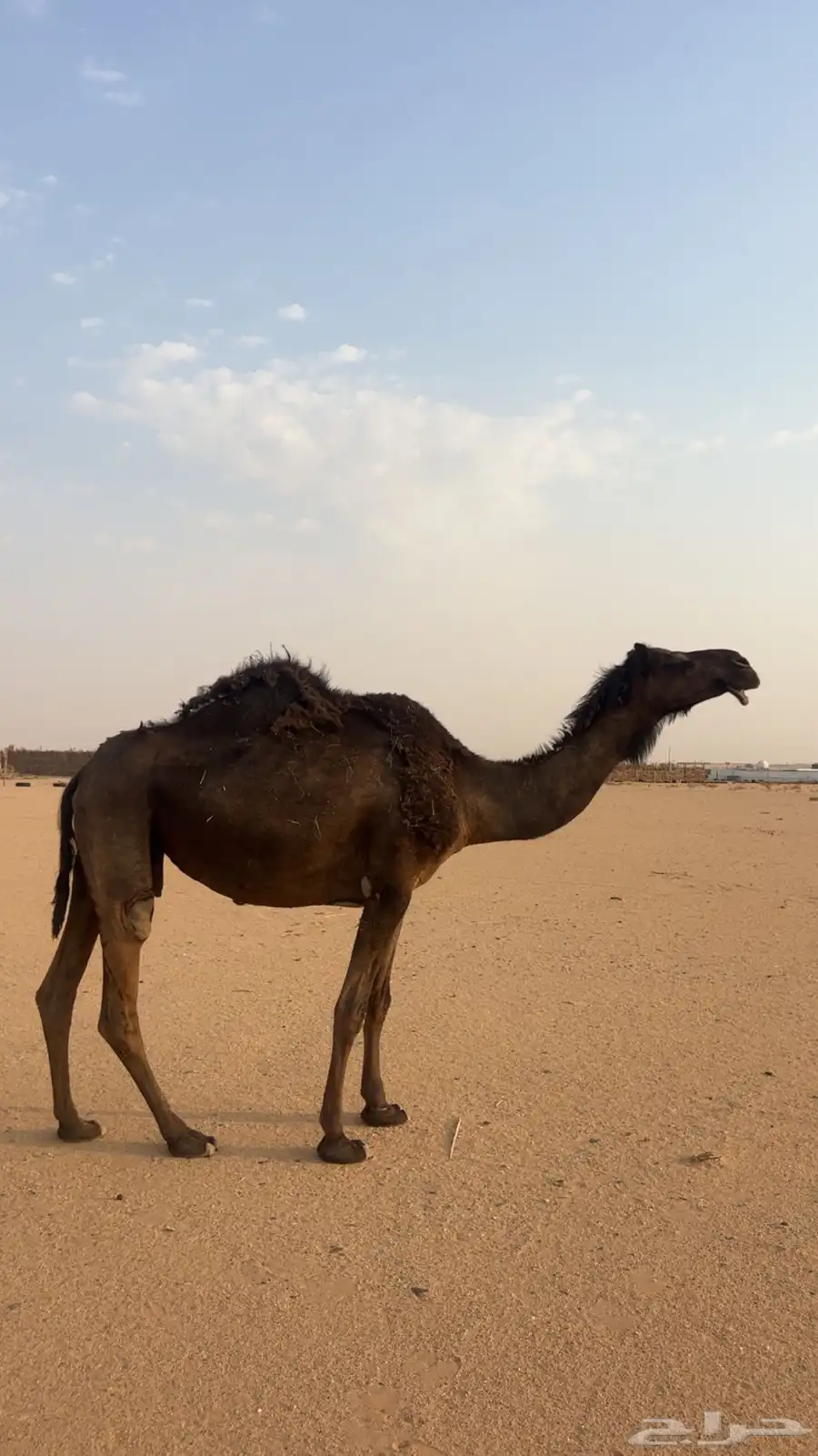 مجهم لقحه 1