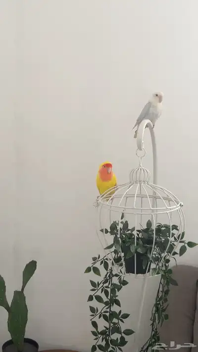 ببغاء الروز 0