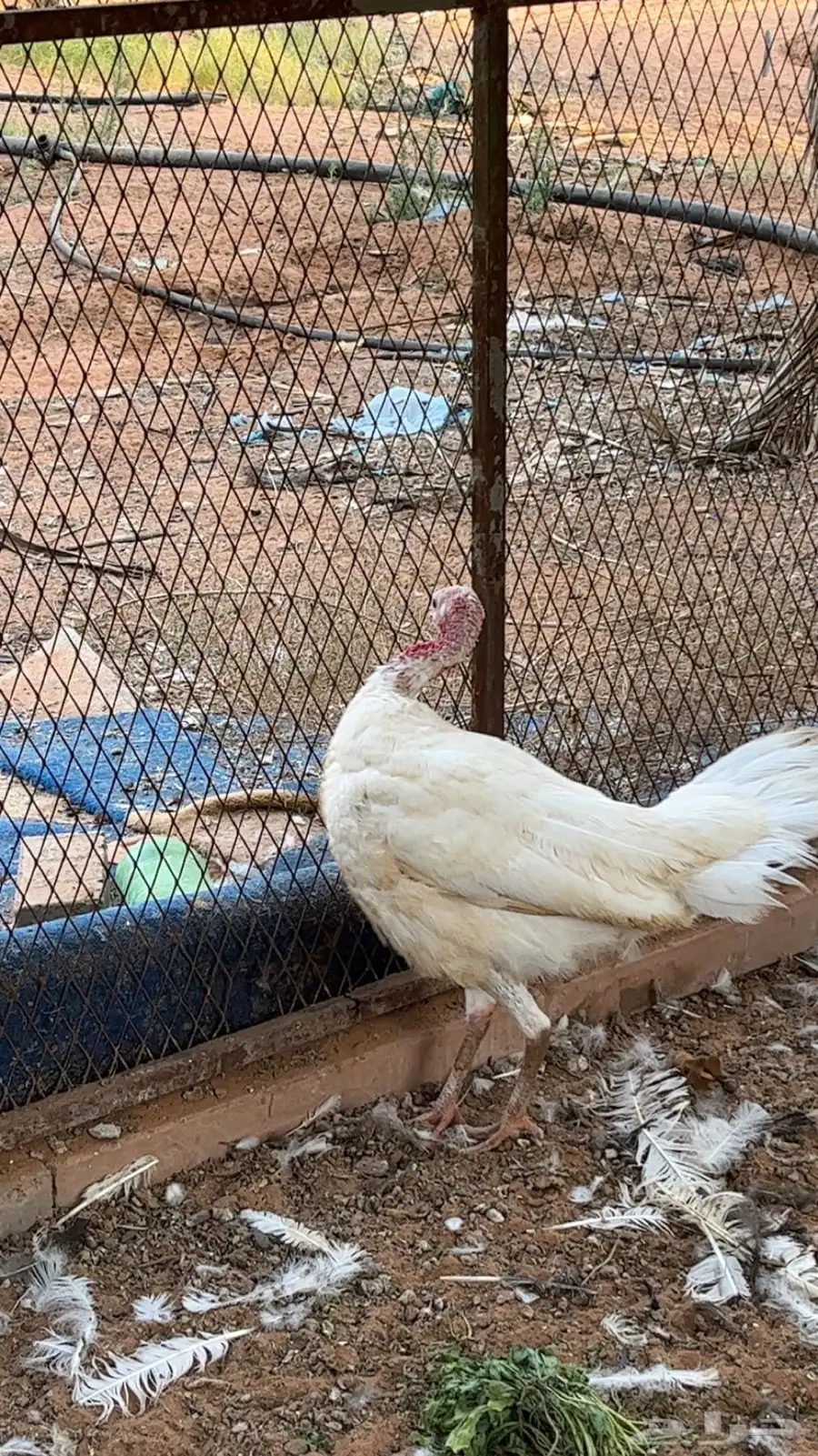 للبيع دجاج رومي مع فراخه 7