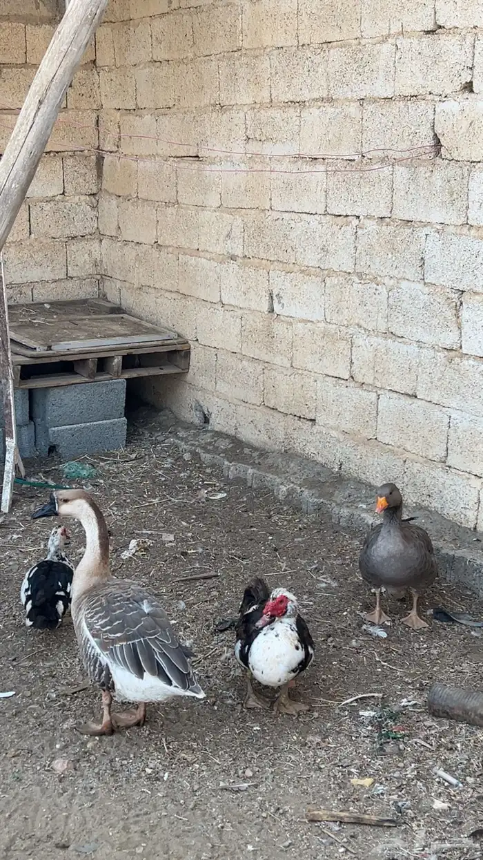 وز لبيع 0