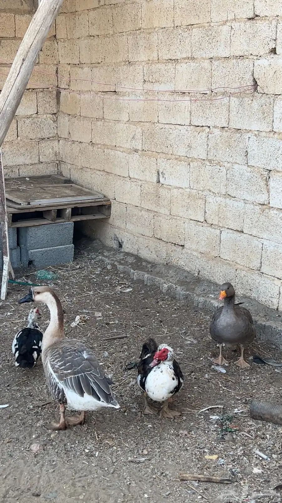 وز لبيع 0