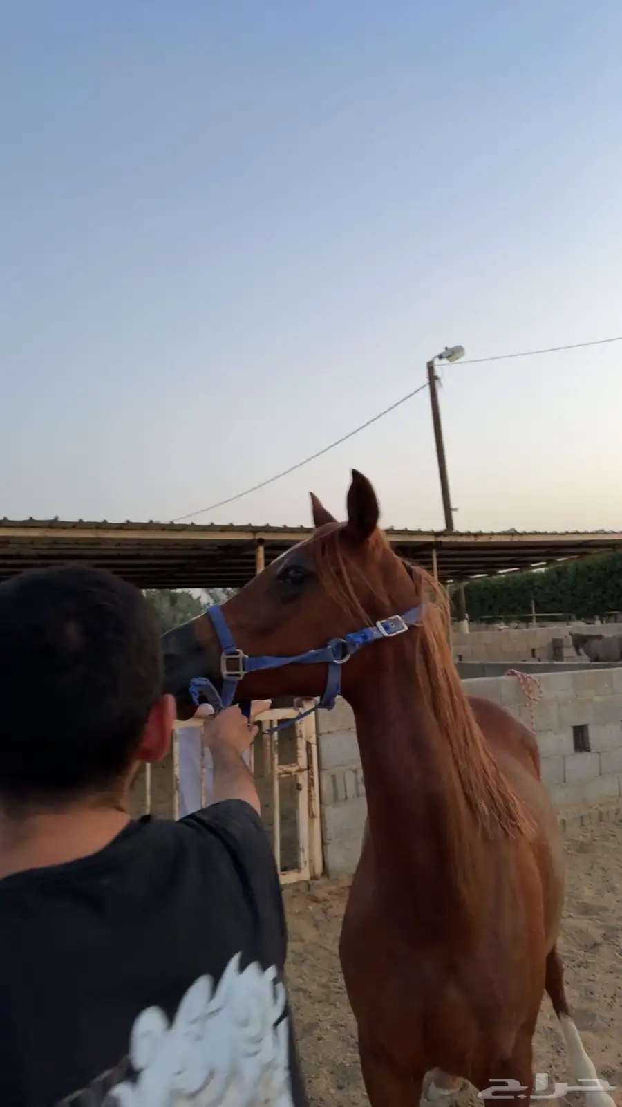 فرس شعبيه 1
