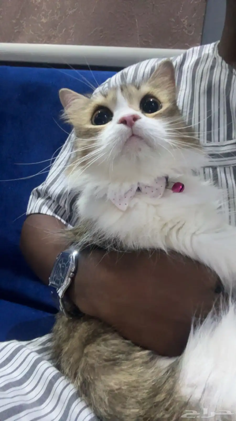 قط شيرازي للتبني 1