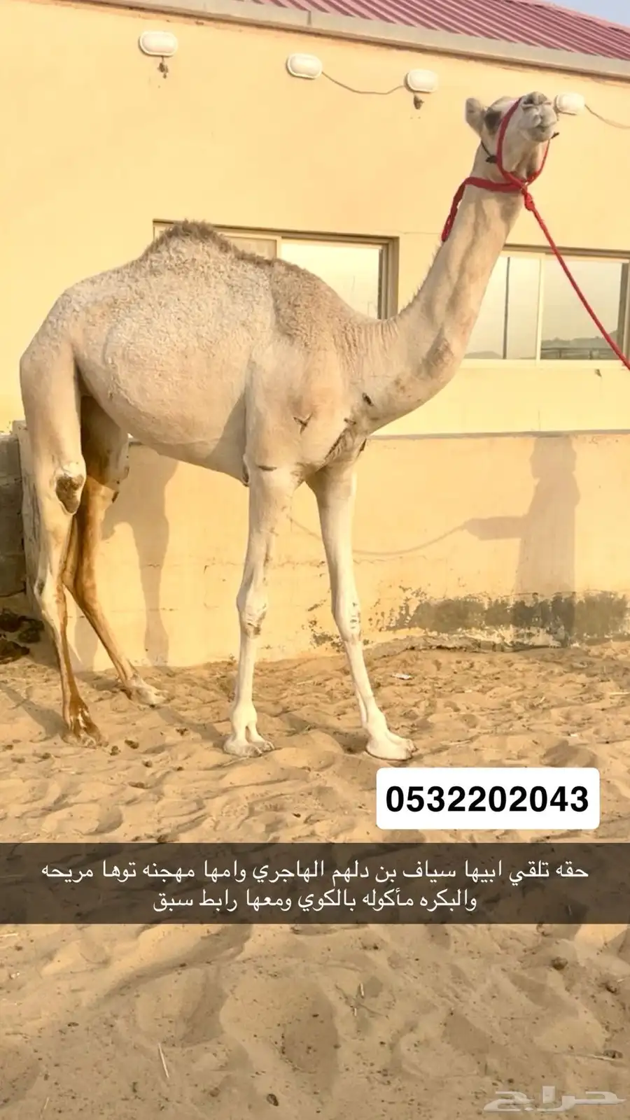 بكرة تلقي 0
