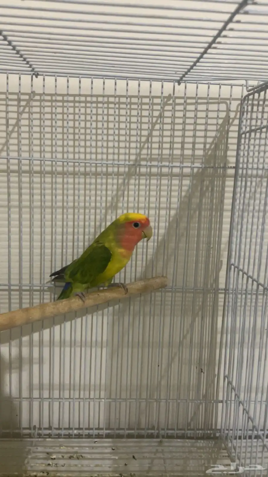 انثى روز 0