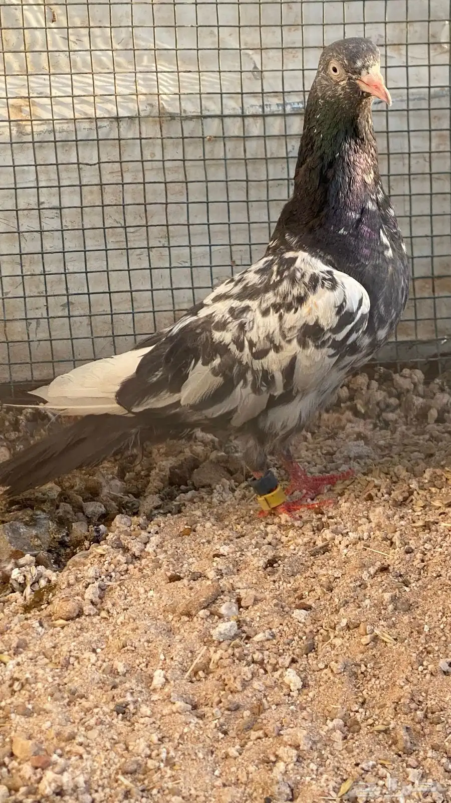انثى رامبوري زيرا مشاءالله 4