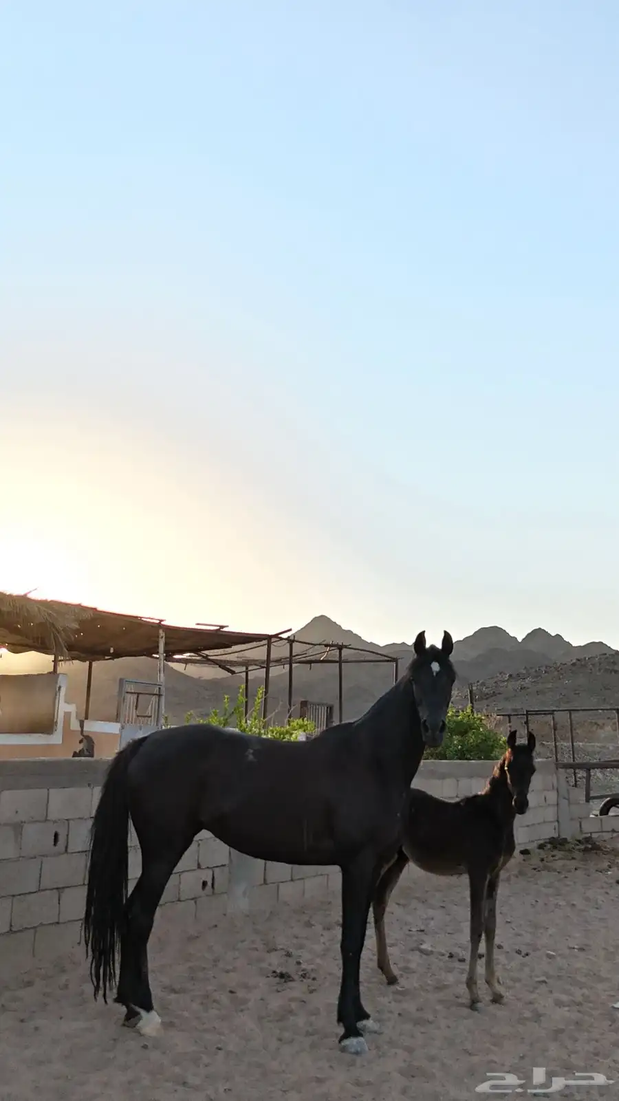 مهرة شعبيه 2