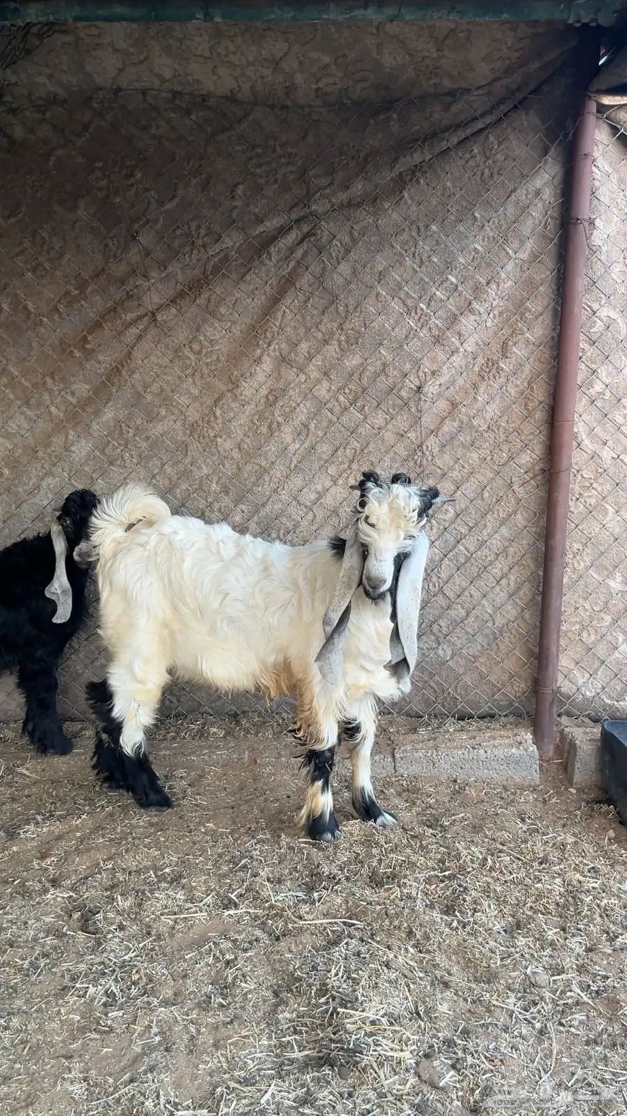 تبوس 2