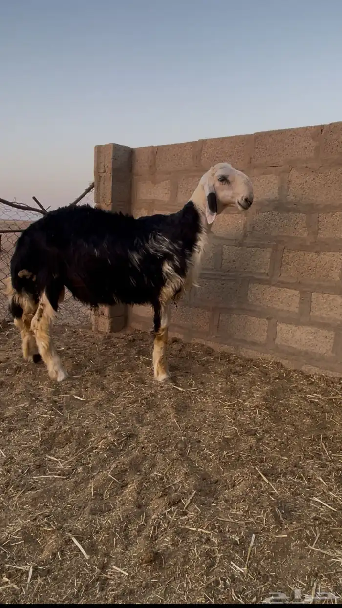 خروف نجدي 6 شهور 1