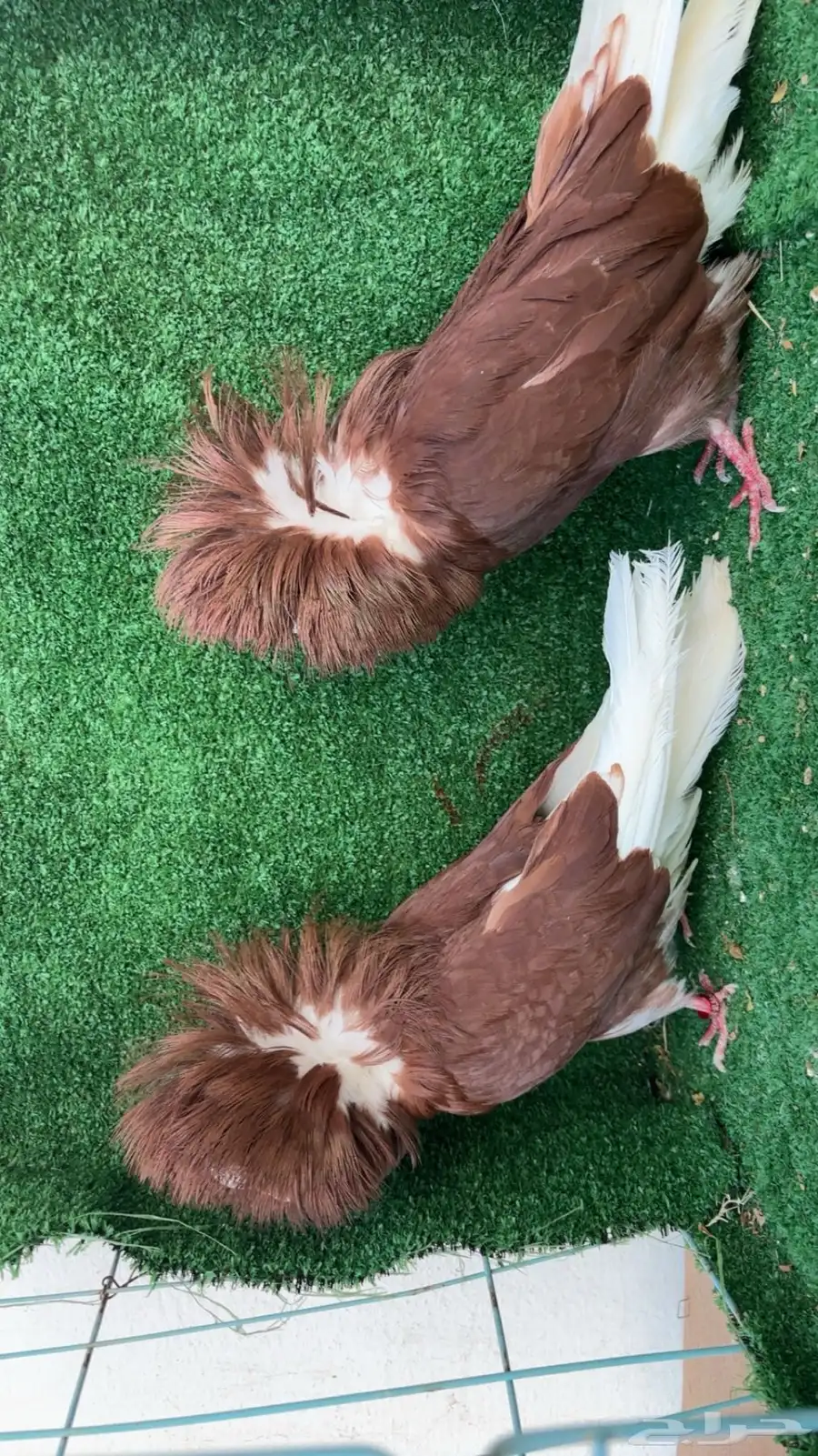جاكوبين 2